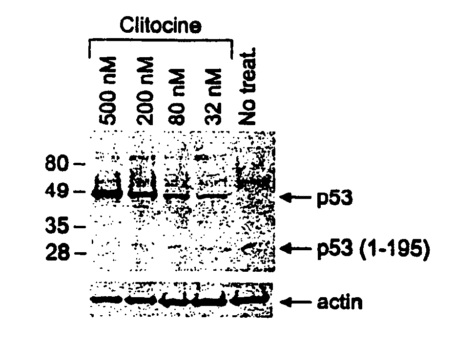 Nucleoside compounds and their use for treating cancer and diseases associated with somatic mutations