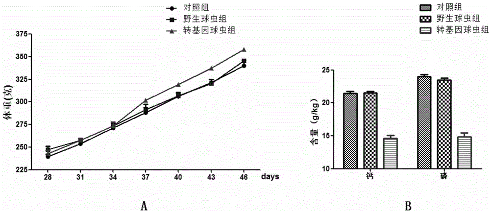 Method for improving calcium and phosphorus utilization ratio of livestock and poultry