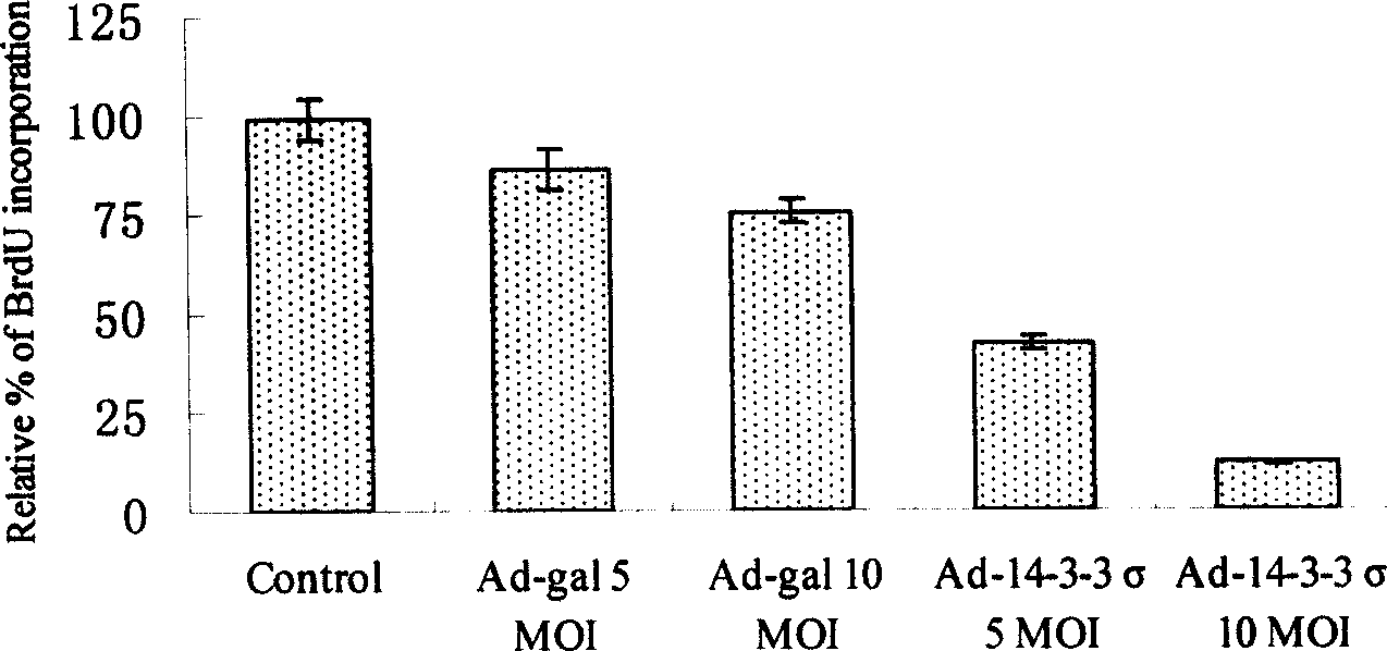 Gene medication in use for treating tumor from epithelium, and preparation method