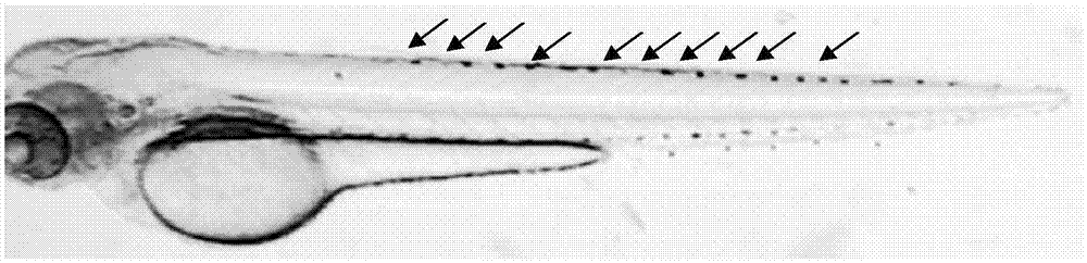 Macrocyclic derivatives for treating tumor