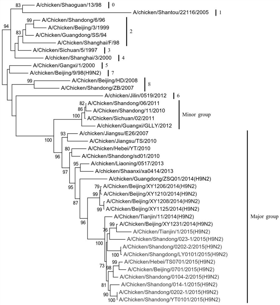A recombinant turkey herpes virus expressing h9 protein of h9n2 subtype avian influenza virus
