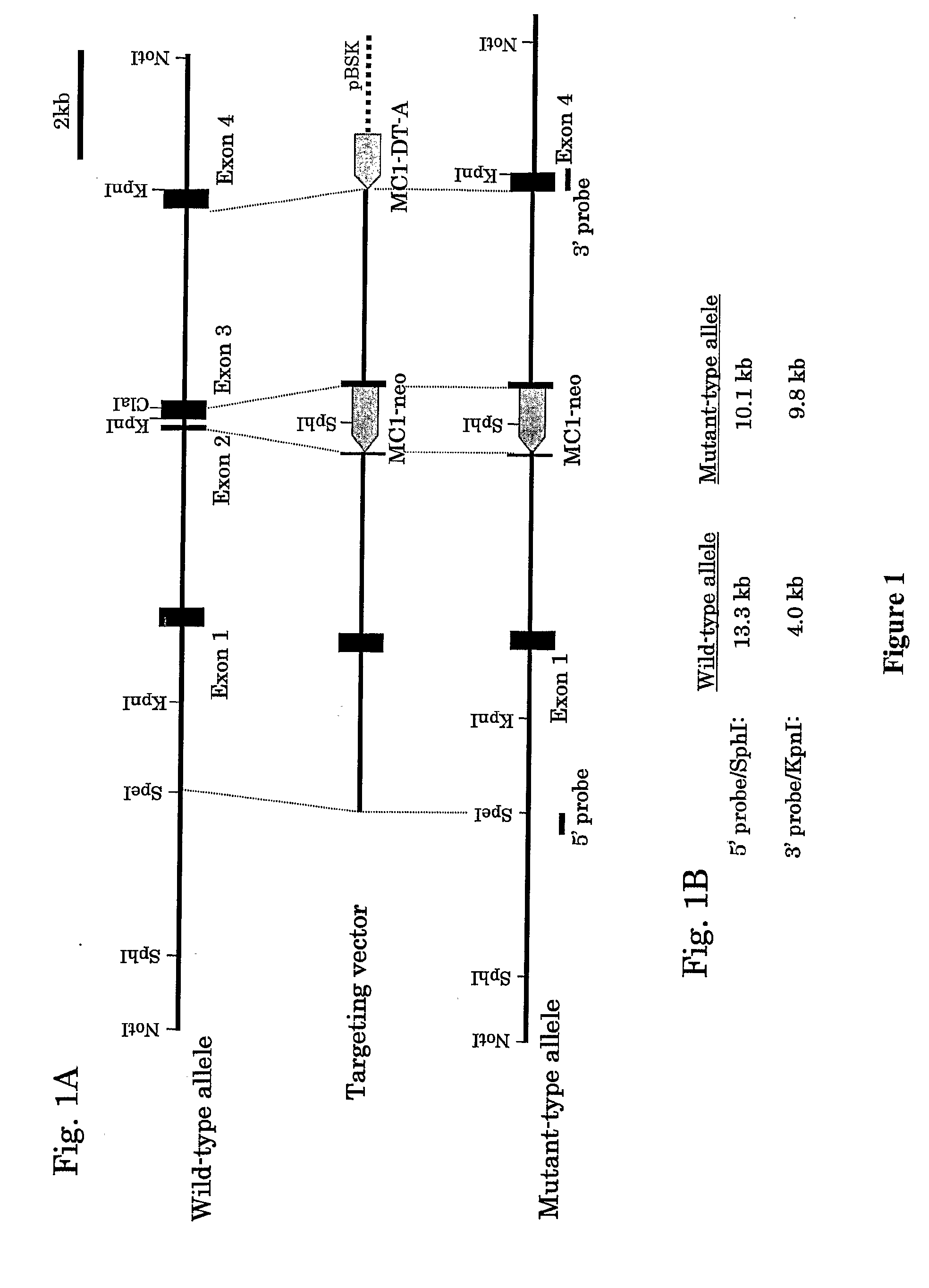 Glycoprotein Vi Antibodies and Methods Thereof