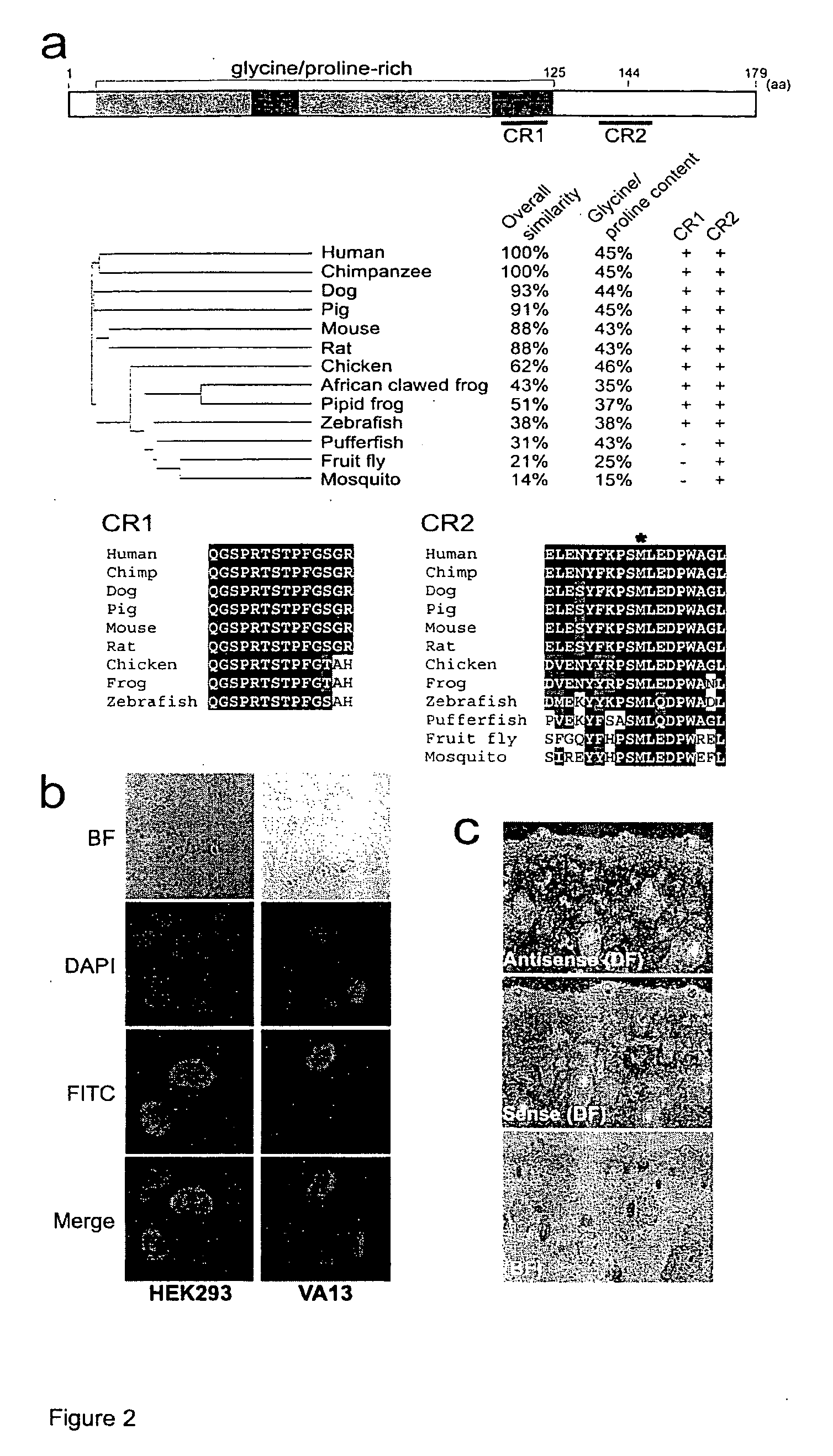 Mutations in the C7orf11 (TTDN1) gene causative of non-photosensitive trichothiodystrophy
