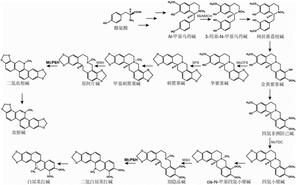 Cytochrome P450 enzyme gene for taking part in sanguinarine and chelerythrine synthesis in macleaya cordata and application of cytochrome P450 enzyme gene