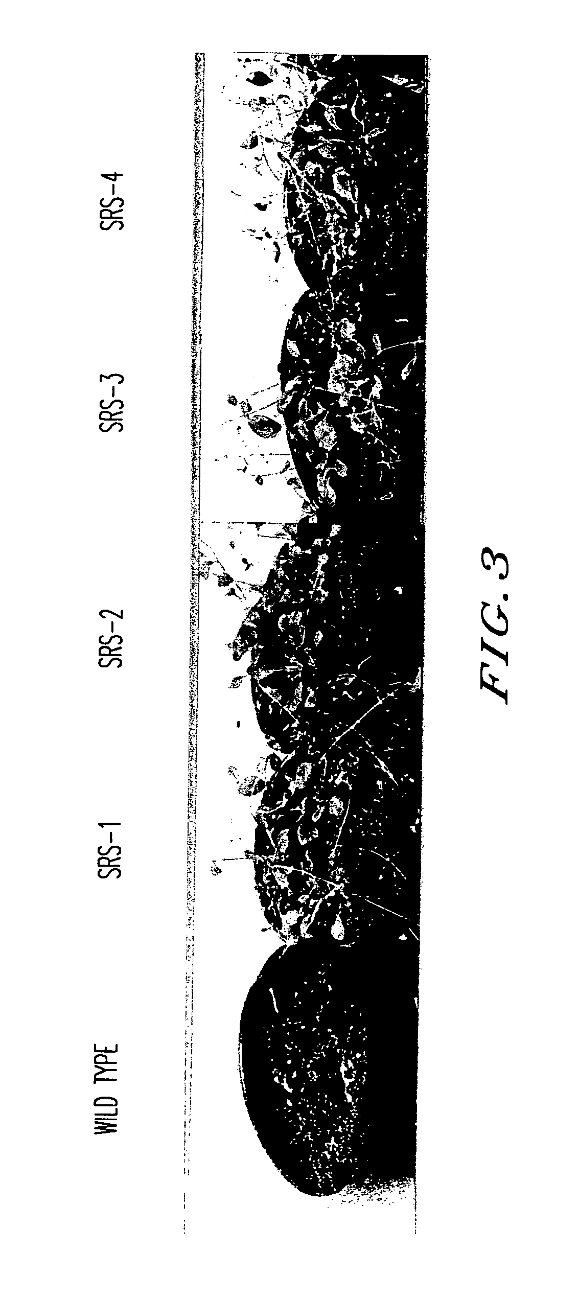 Method for providing a property of stress-resistance