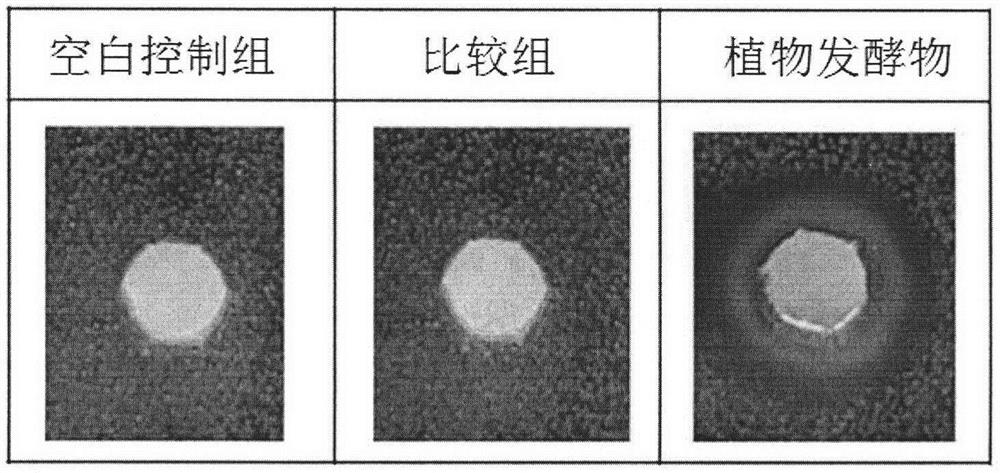 Plant fermentation product and preparation method and application thereof in stomach health care