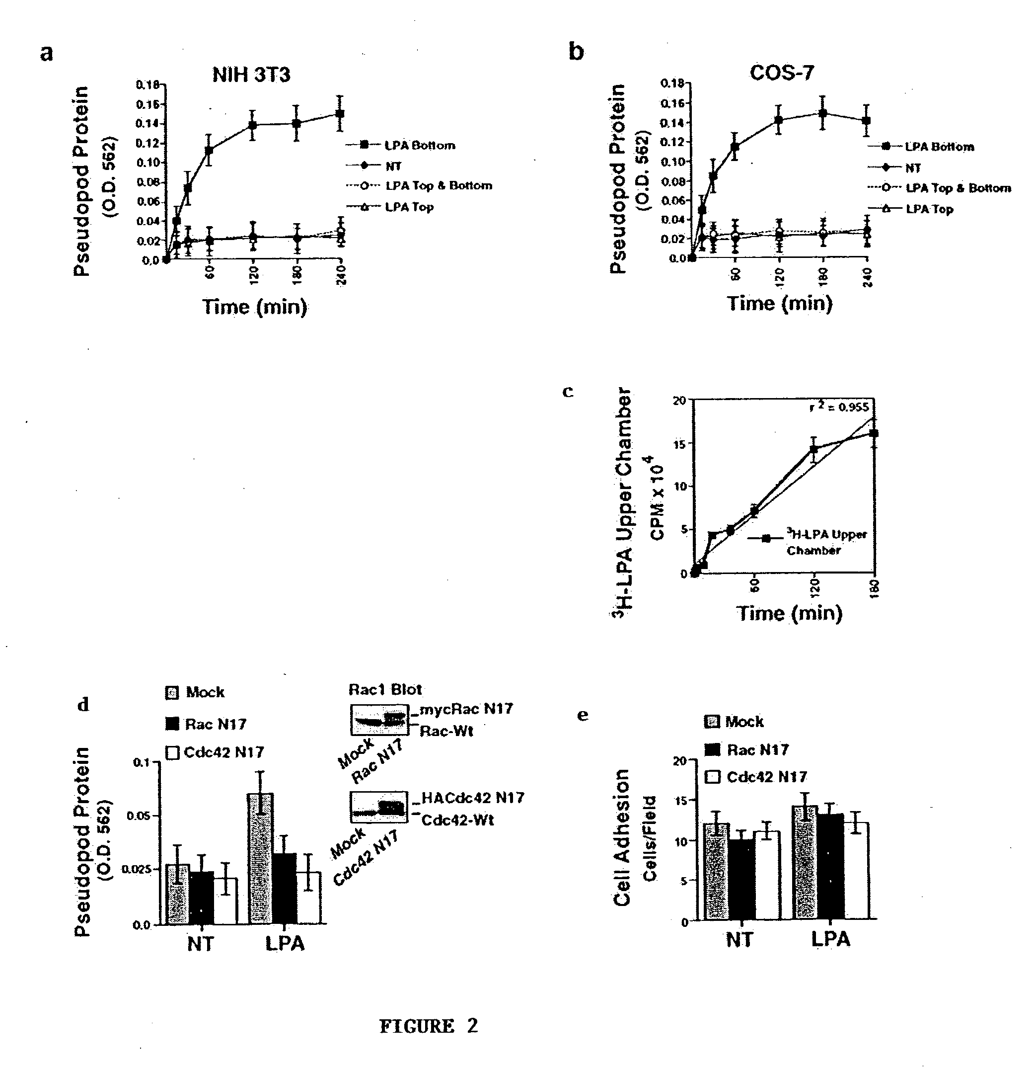 Purification of the leading front of migratory cells