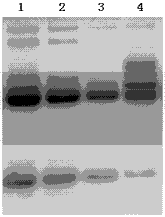 A preparation method and application of carboxyl magnetic beads coated with dextran