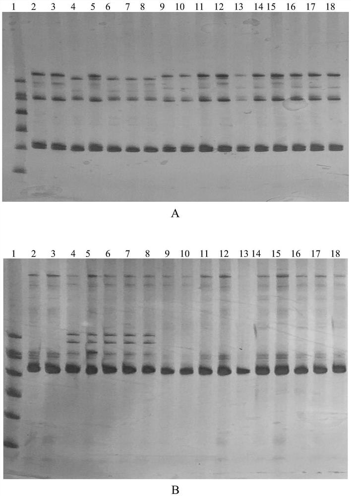 Molecular markers of ssr associated with cotton dwarf and high lint