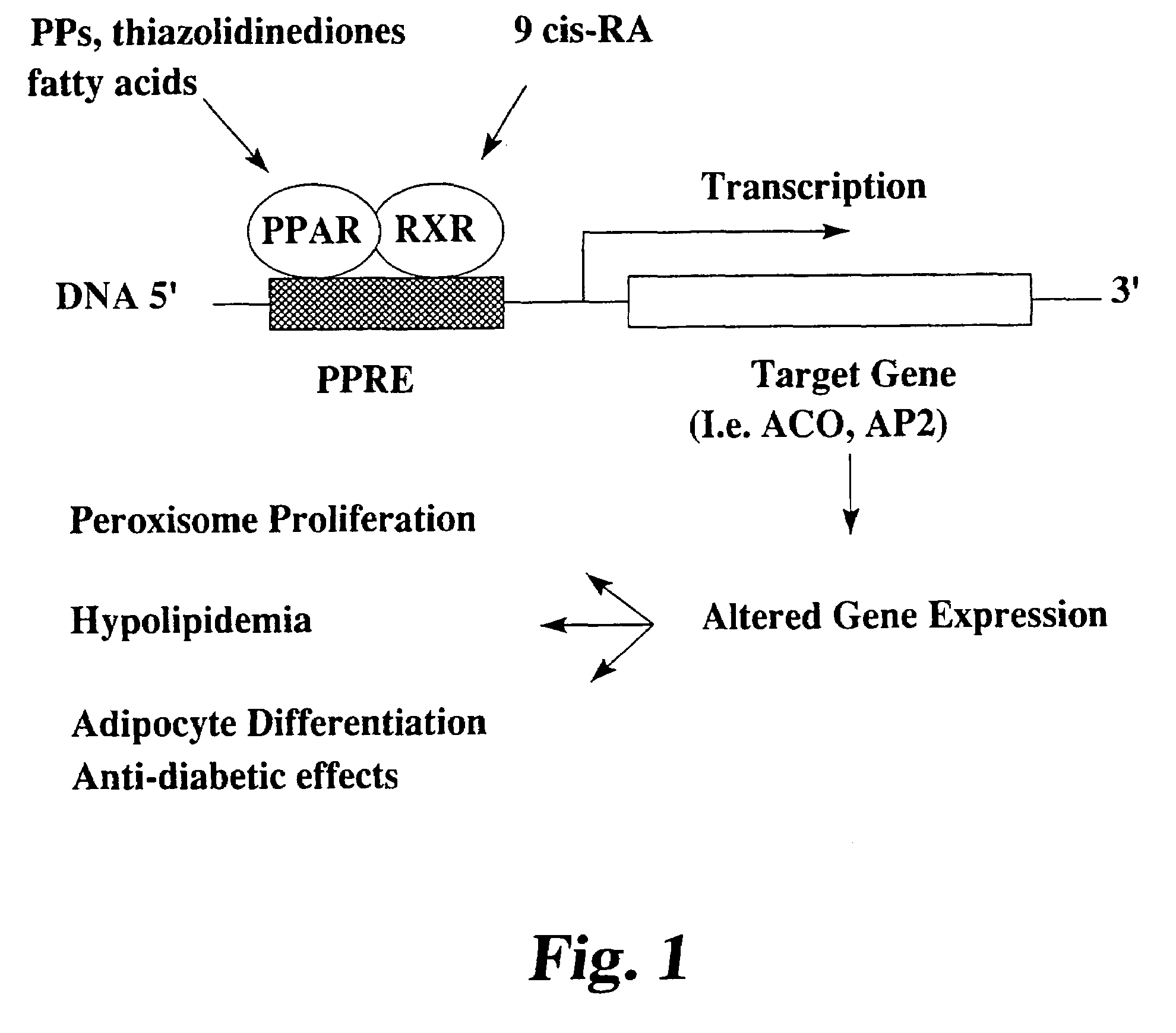 Methods and compositions for treating diabetes