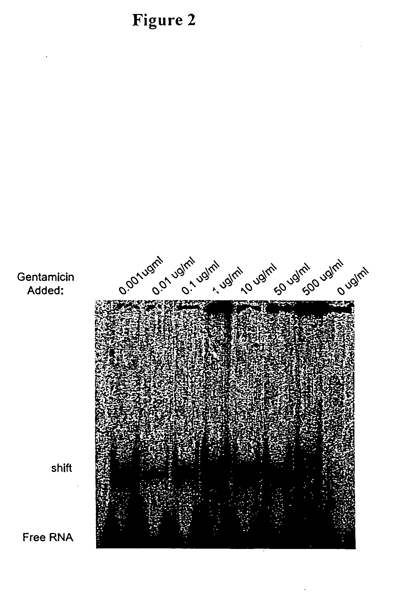 Methods for identifying small molecules that bind specific rna structural motifs