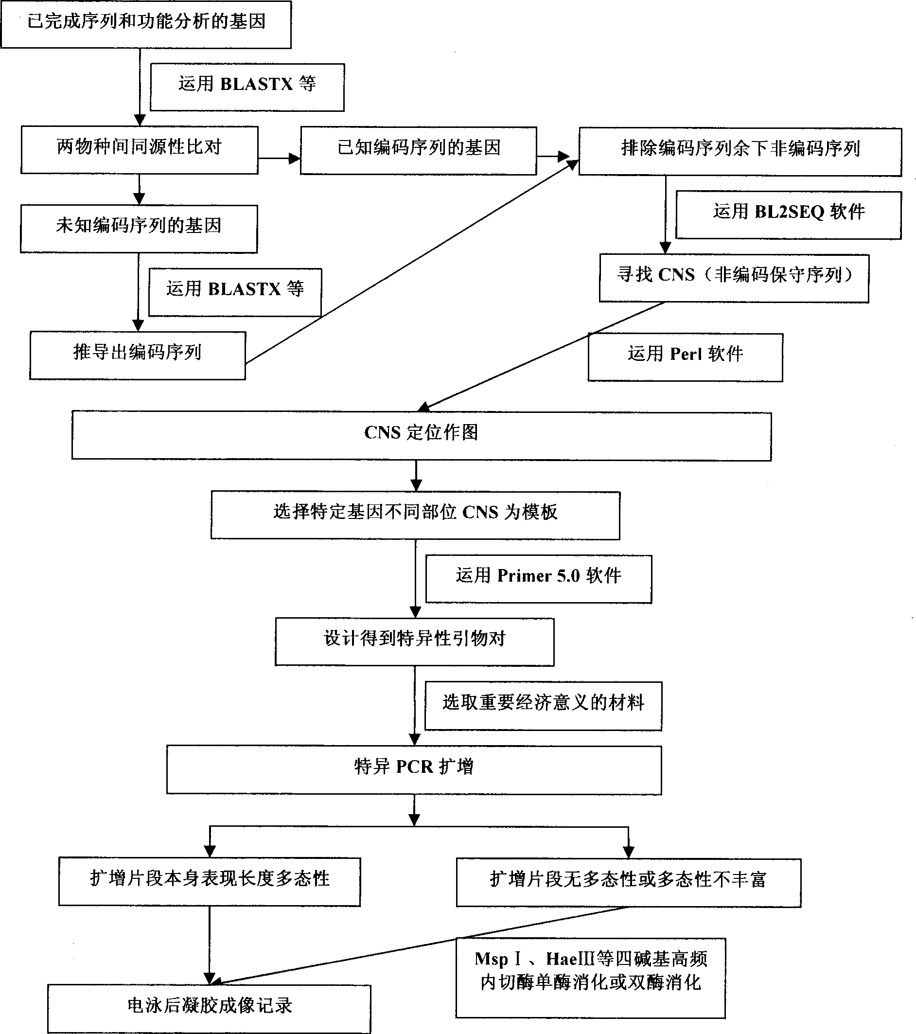 General use molecular marker CNS-AFLP for gramineae