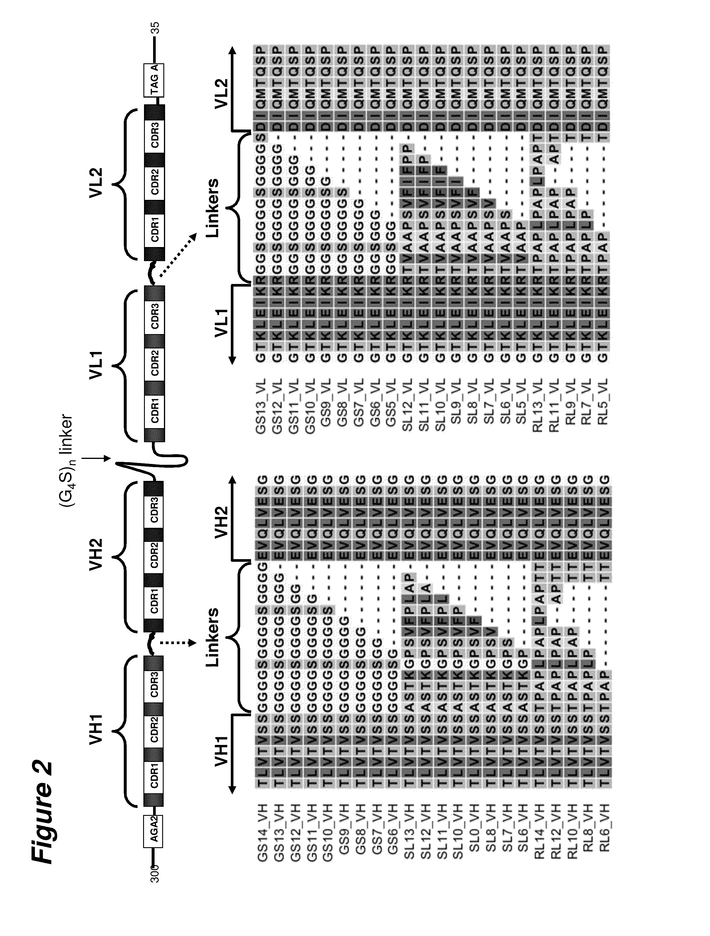 Single-chain multivalent binding protein compositions and methods