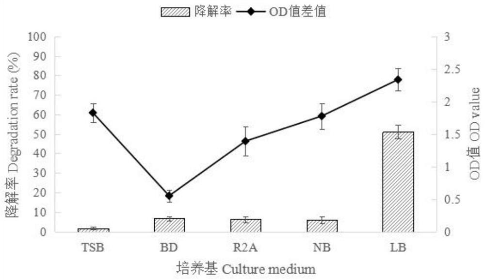 A kind of Staples strain and its application in the degradation of zearalenone