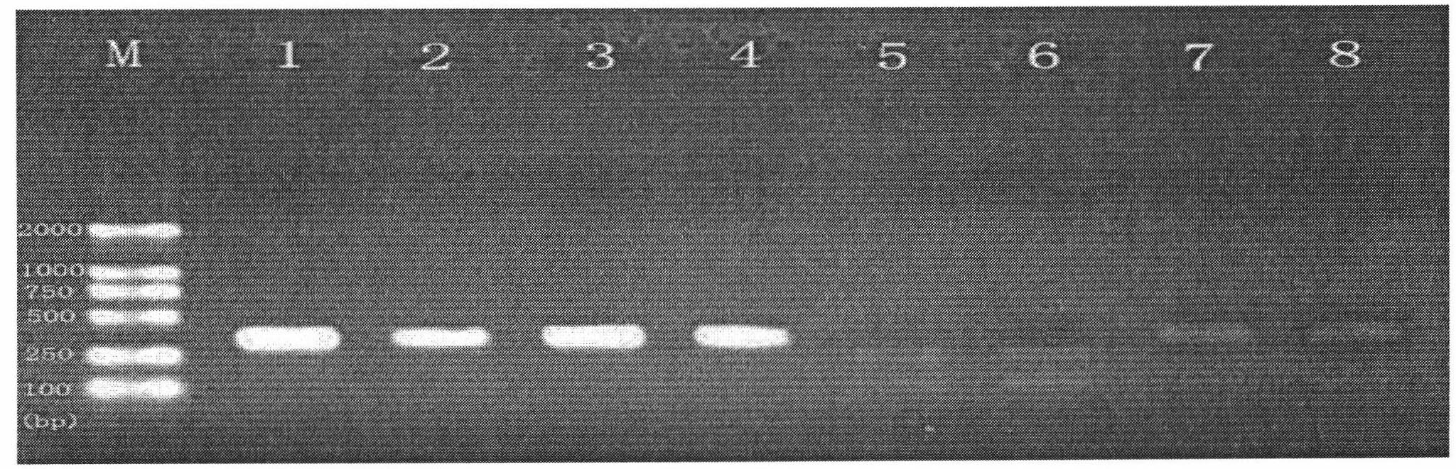 Detection method of colletotrichum gloeosporioides penz drug-resistant strain to benzimidazoles bactericide