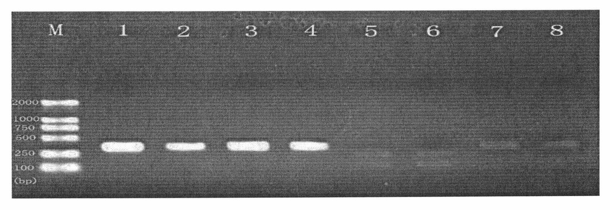 Detection method of colletotrichum gloeosporioides penz drug-resistant strain to benzimidazoles bactericide