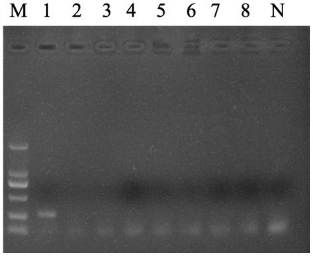 Primers, kits and methods for detecting Nocardia spp.