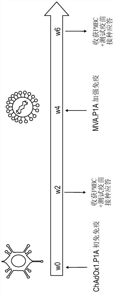 Viral vectors encoding cancer/testis antigens for use in a method of prevention or treatment of cancer