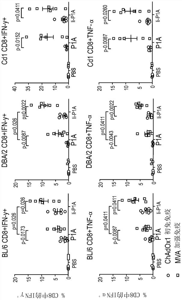 Viral vectors encoding cancer/testis antigens for use in a method of prevention or treatment of cancer