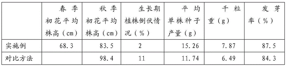 A method for simultaneously improving the ornamental quality and seed yield of sulfur chrysanthemum