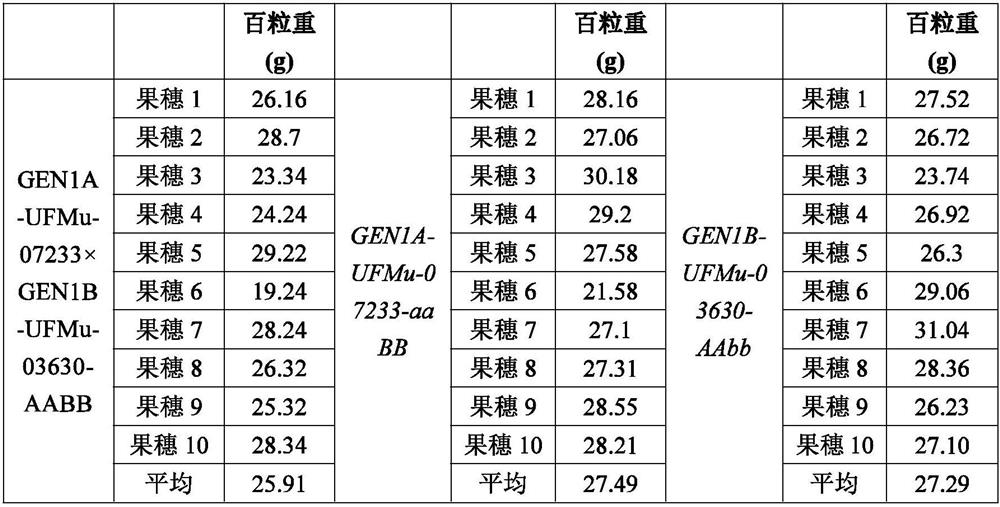 Application of protein GEN1 and related biological materials thereof in regulation and control of corn yield