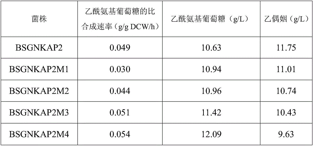 Recombinant bacillus subtilis for improving yield of acetylglucosamine and building method of recombinant bacillus subtilis