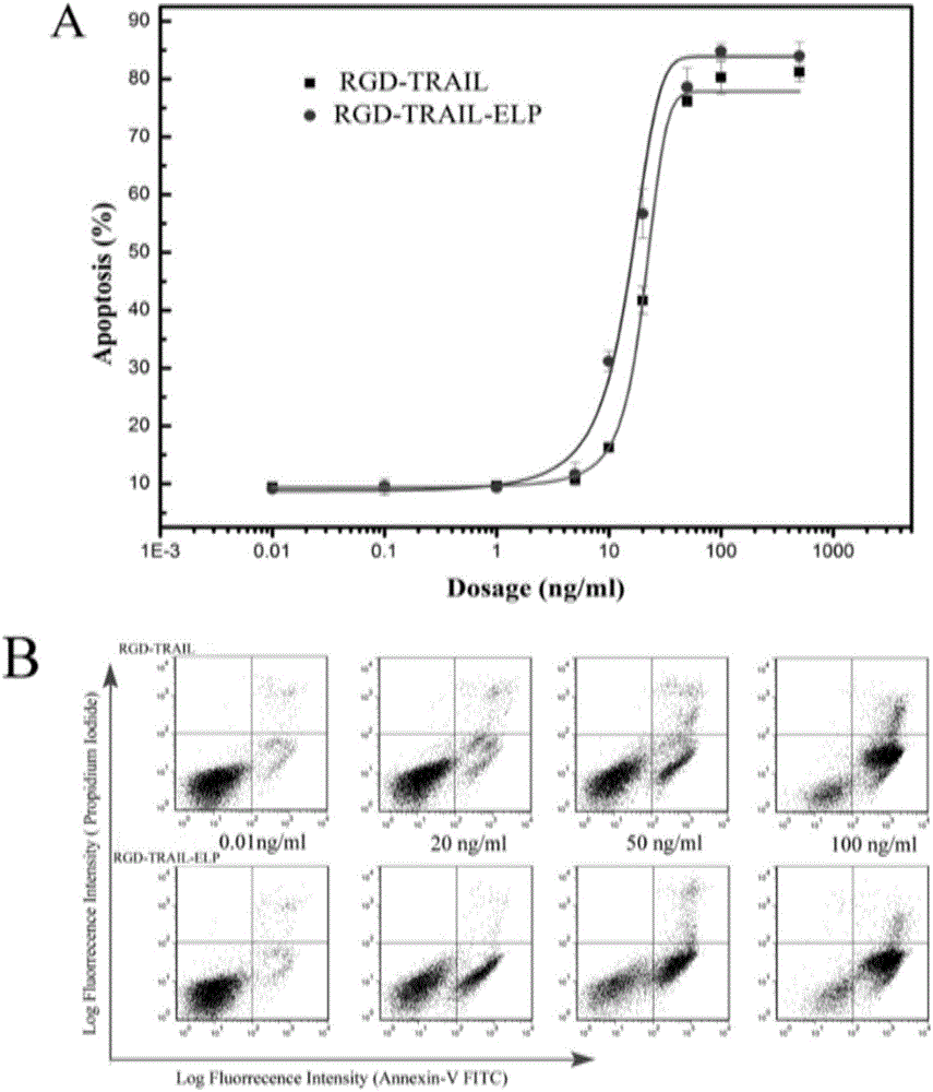 Fusion protein comprising tumor necrosis factor-related apoptosis-inducing ligand, preparation method of fusion protein, and nanoparticles formed by self-assembled fusion proteins