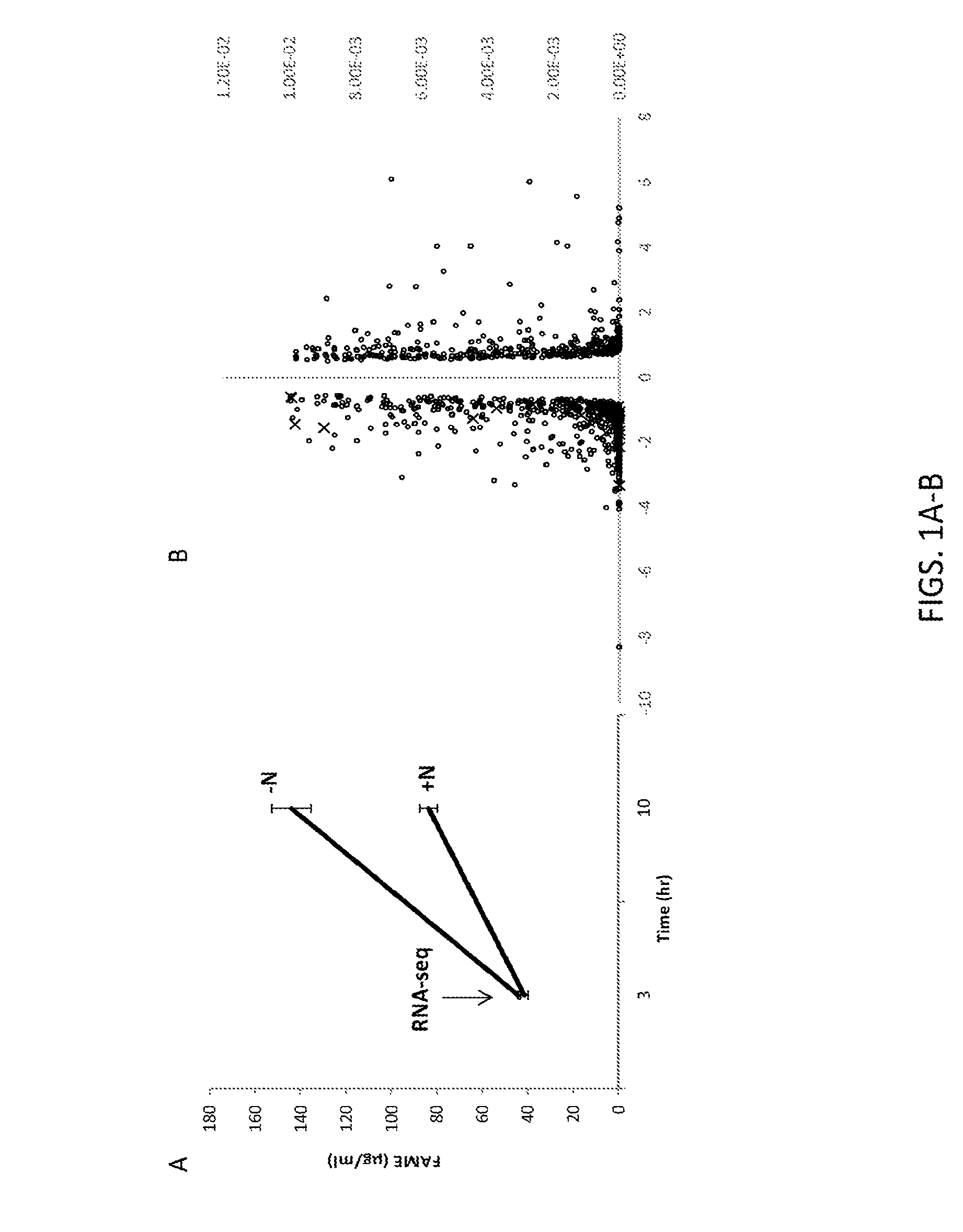 Microorganisms having increased lipid productivity