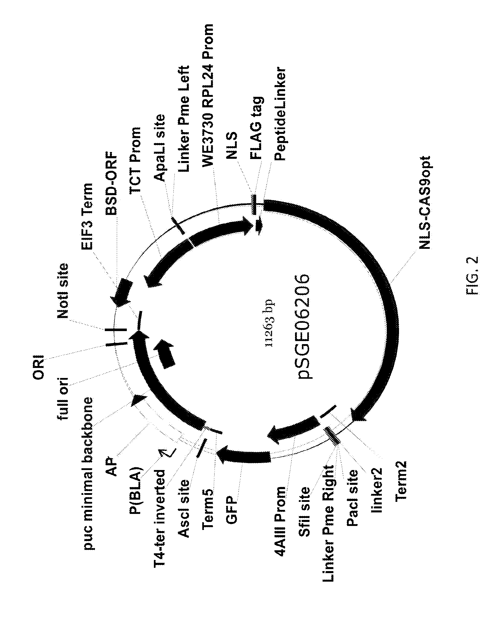 Microorganisms having increased lipid productivity