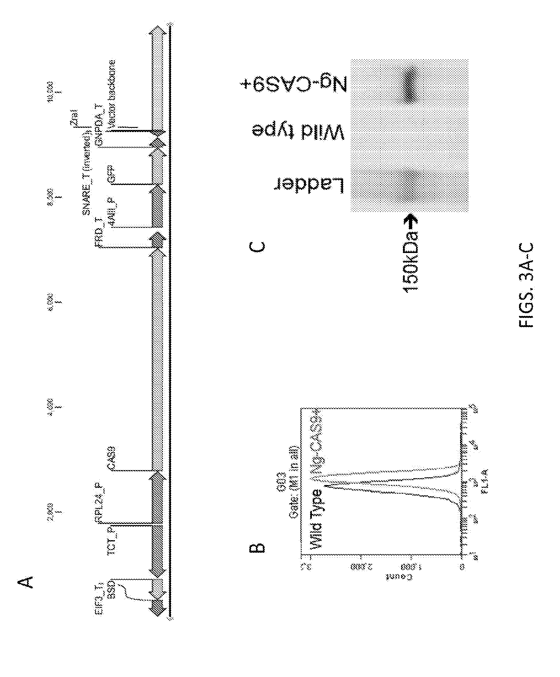 Microorganisms having increased lipid productivity