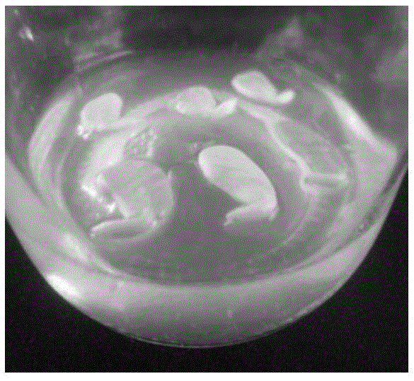 Rapid propagation method adopting induction of cotyledon somatic embryos of Chinese scholartree