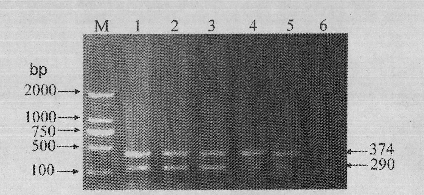 Double detection method of porcine reproductive and respiratory syndrome virus and bovine viral diarrhea virus from pig