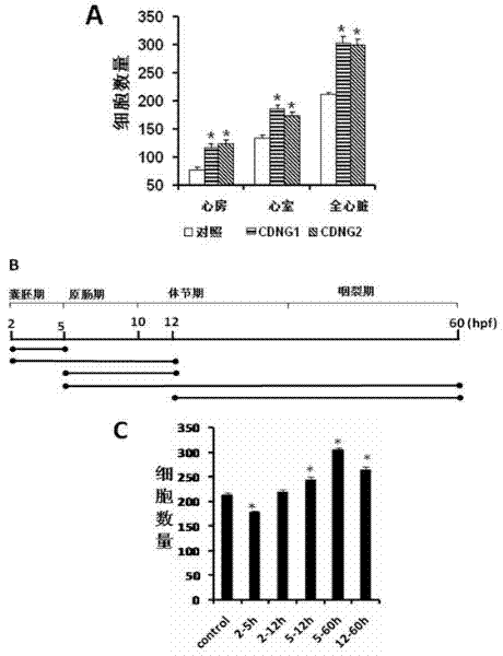 Myocardial small molecular compound for idiosyncratically promoting proliferation of myocardial cells and application thereof