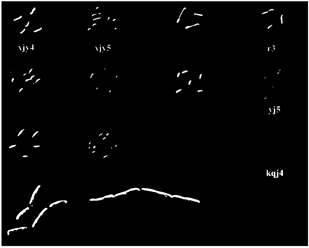 Radopholus similis associated bacteria with potential of genetic transformation