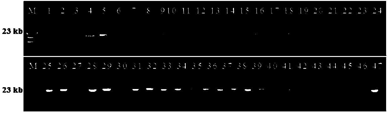 Radopholus similis associated bacteria with potential of genetic transformation