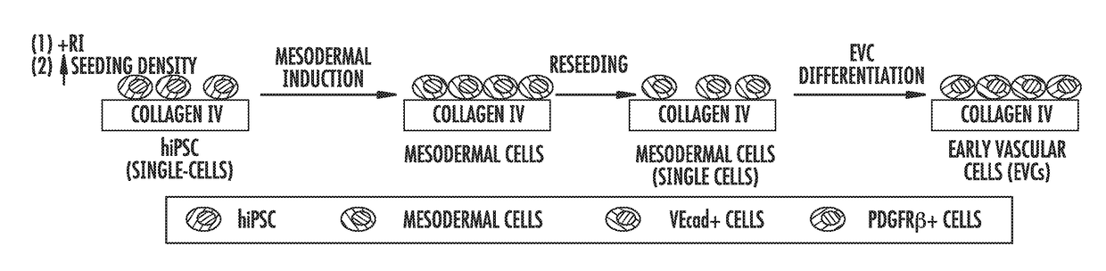 Three-dimensional vascular network assembly from induced pluripotent stem cells