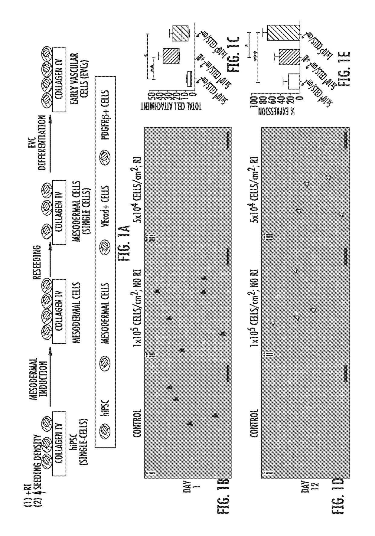 Three-dimensional vascular network assembly from induced pluripotent stem cells