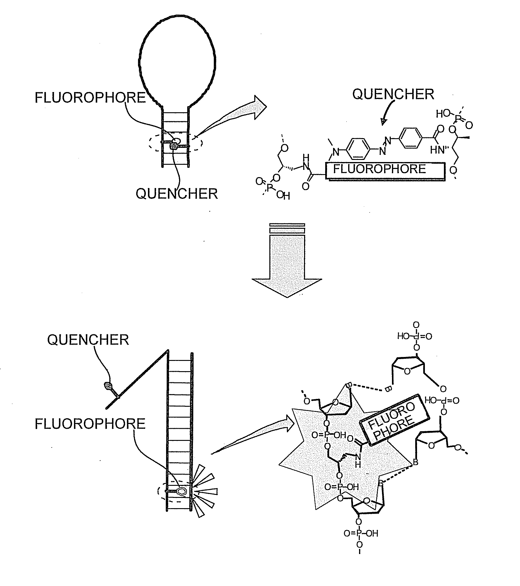 Oligonucleotide probe and use thereof