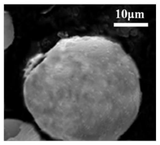 A hydrogel-immobilized microbial preservation method