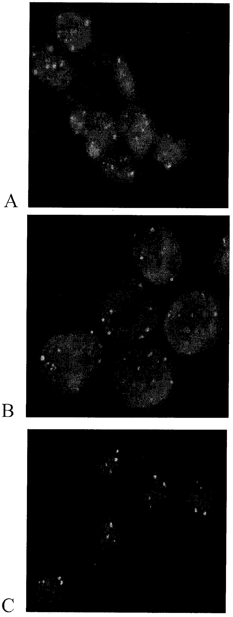 Methods for the cytological analysis of cervical cells