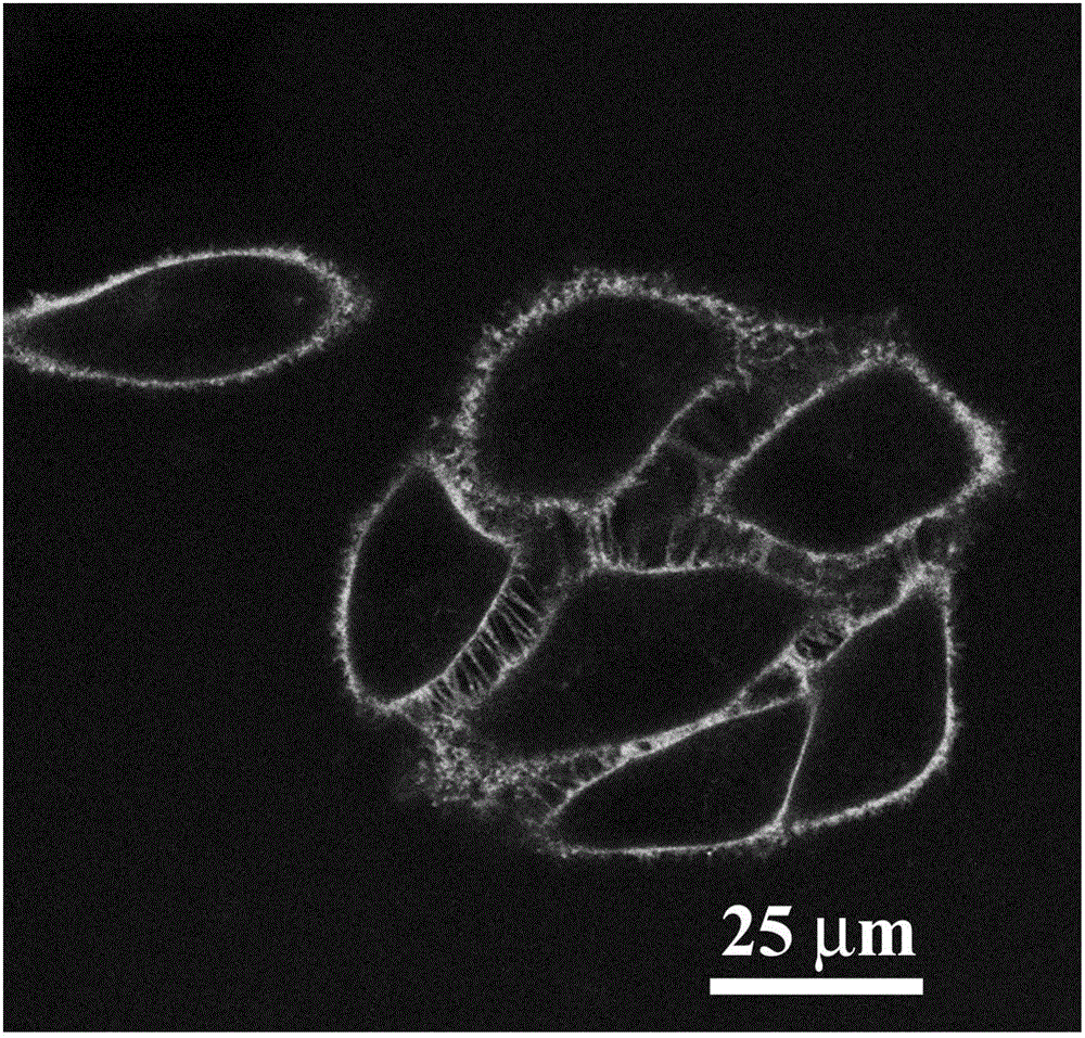 A long-time cell membrane fluorescent imaging reagent without cleaning and its preparation method