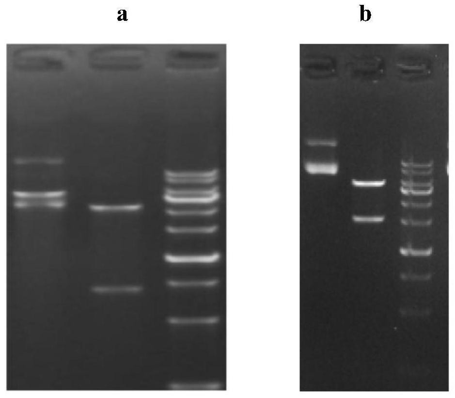 Anti-TNF-α humanized monoclonal antibody tcx060 with low immunogenicity and low ADCC/CDC function and its application