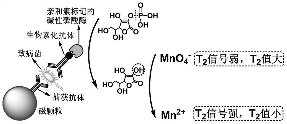 Enzymatic Low Field NMR Immunosensor for Detection of Foodborne Pathogenic Bacteria