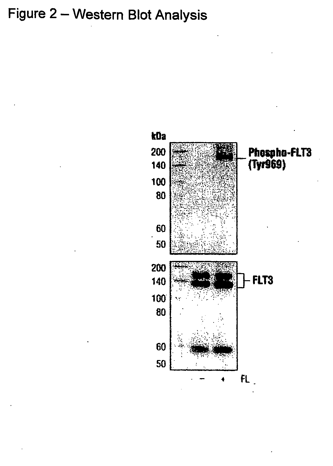 Phospho-specific antibodies to flt3 (tyr969) and uses thereof