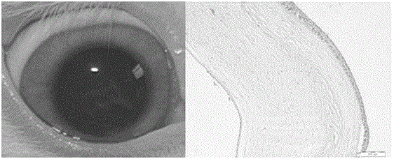 A biofilm for eye surface repair and its preparation method