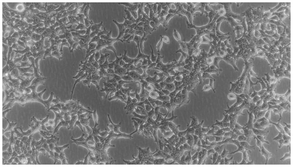 Suspension domestication method of HEK293T cells and application of suspension domestication method in lentivirus production