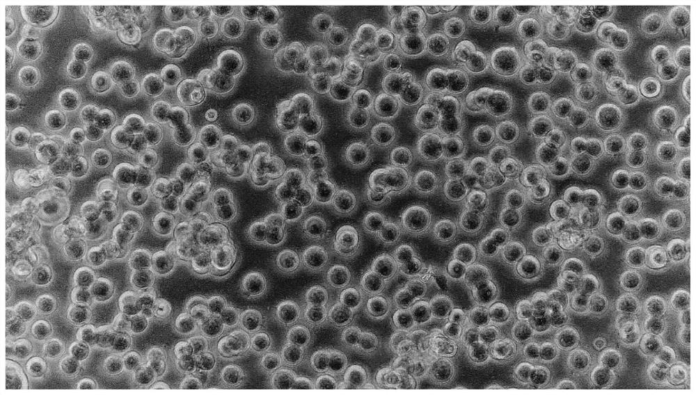 Suspension domestication method of HEK293T cells and application of suspension domestication method in lentivirus production