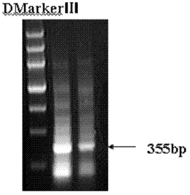 Swine gene expression muscle creatine kinase (MCK)-diacylglycerol acyltrabsferase 1(DGAT1) carrier and preparation method thereof