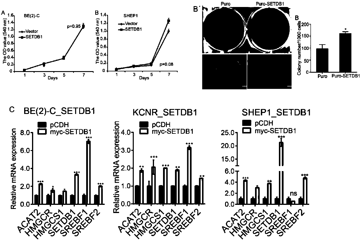 Application of SETDB1 to adjusting and controlling of cholesterol ways