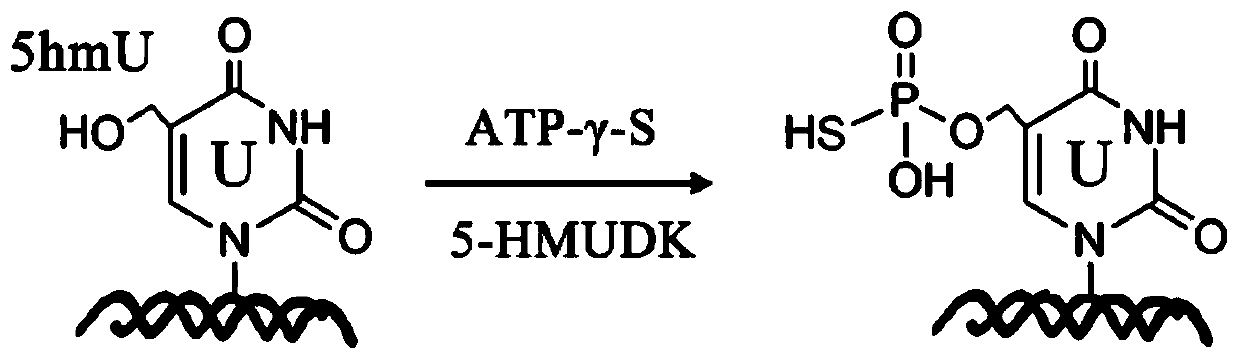 Specific marking method for 5-hydroxymethyluracil on DNA (deoxyribonucleic acid)